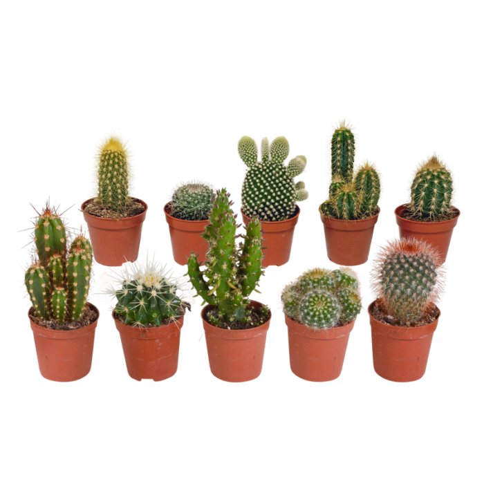 Cactus mix 5,5 cm | 10 stuks