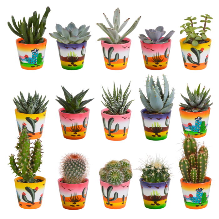 Cactus en vetplanten mix 5,5 cm in Mexicaanse pot | 15 stuks