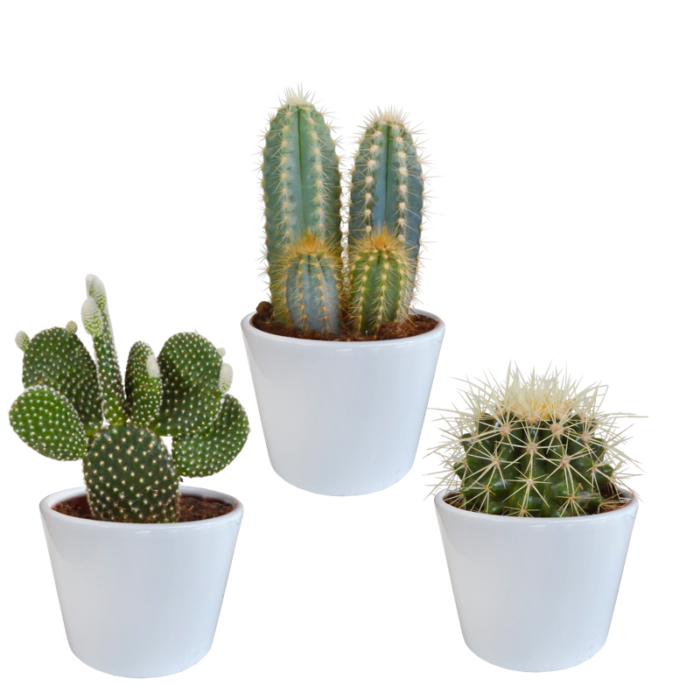 Cactus mix 10,5 cm in witte pot | 3 stuks