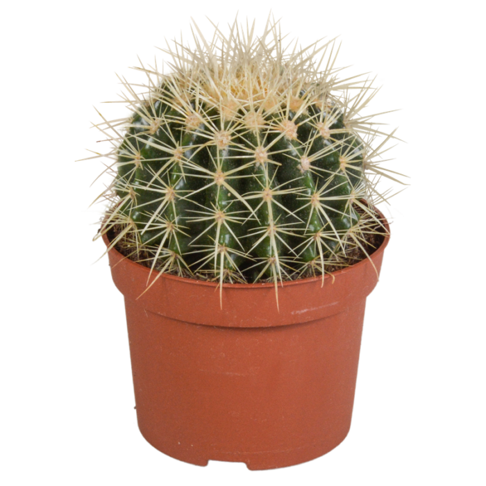 Echinocactus grusonii 12 cm