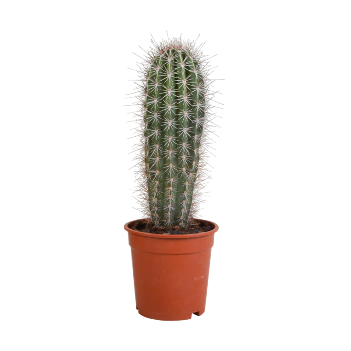 Pachycereus Pringlei 17 cm