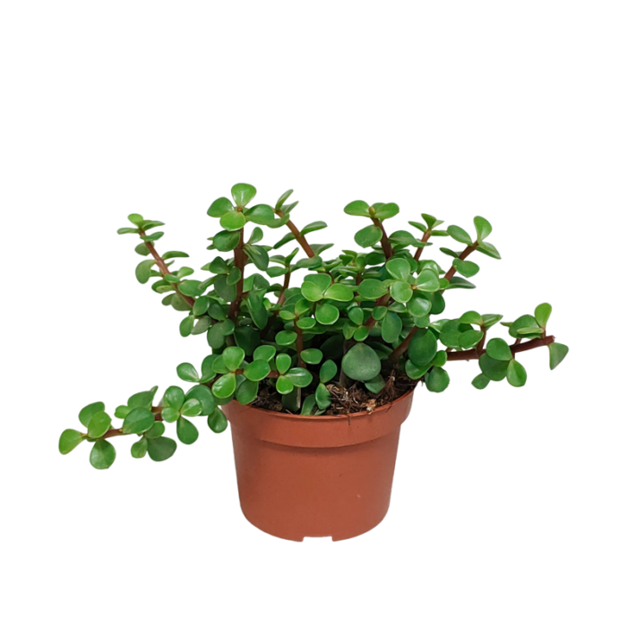 Portulacaria afra  groen 10,5 cm