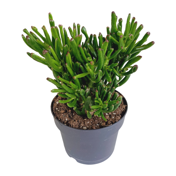 Crassula gollum 17 cm