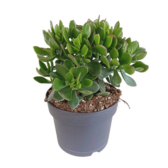 Crassula minova 17 cm