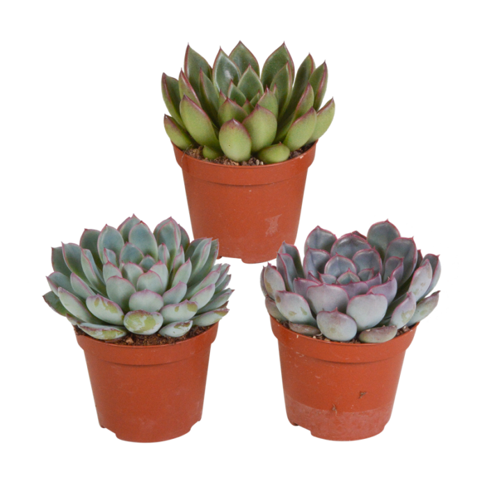 Echeveria mix 8,5 cm | 3 stuks