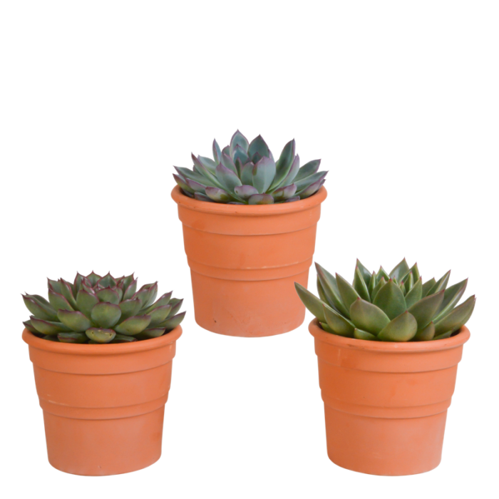 Echeveria mix 10,5 cm in terracotta pot | 3 stuks