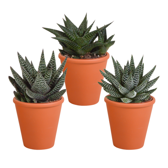 Gasteria/Haworthia mix 8,5 cm in terracotta pot | 3 stuks