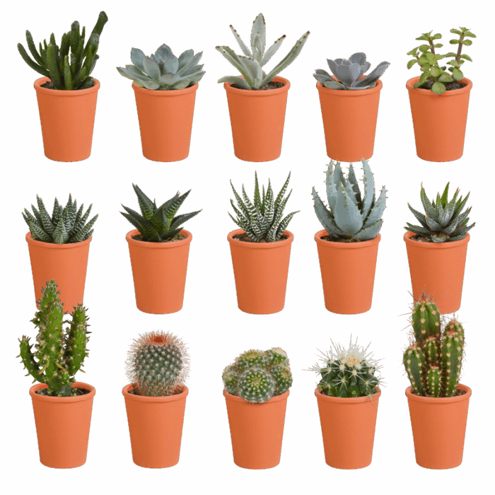 Cactus en vetplanten mix 5,5 cm in terracotta pot | 15 stuks