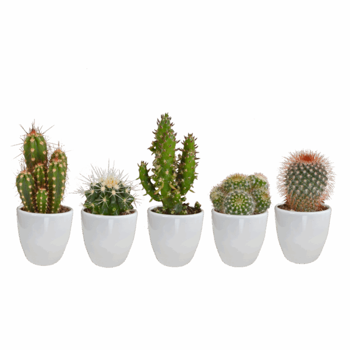 Cactus mix 5,5 cm in witte pot | 5 stuks