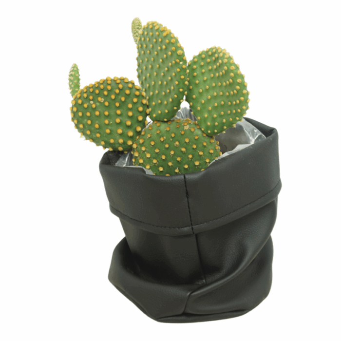 Opuntia microdasys 12 cm in zwarte cactusleren pot