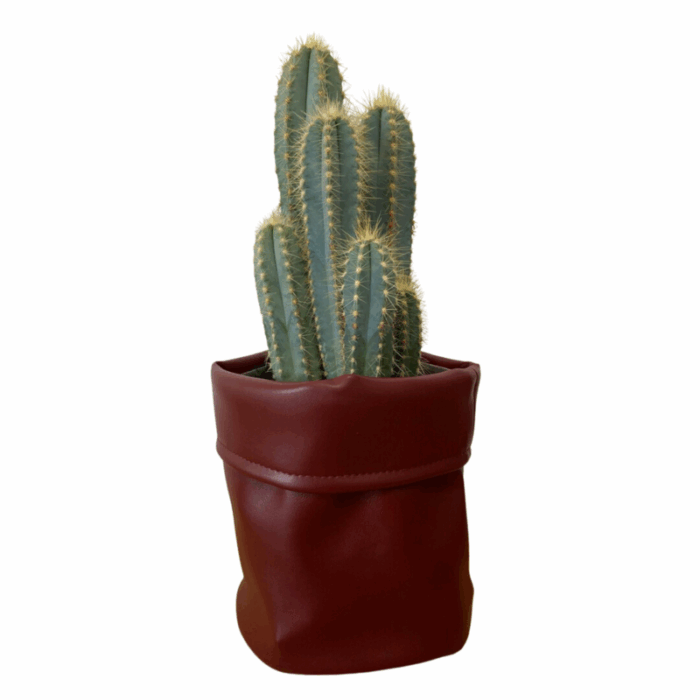 Pilosocereus azureus 12 cm in bruine cactusleren pot