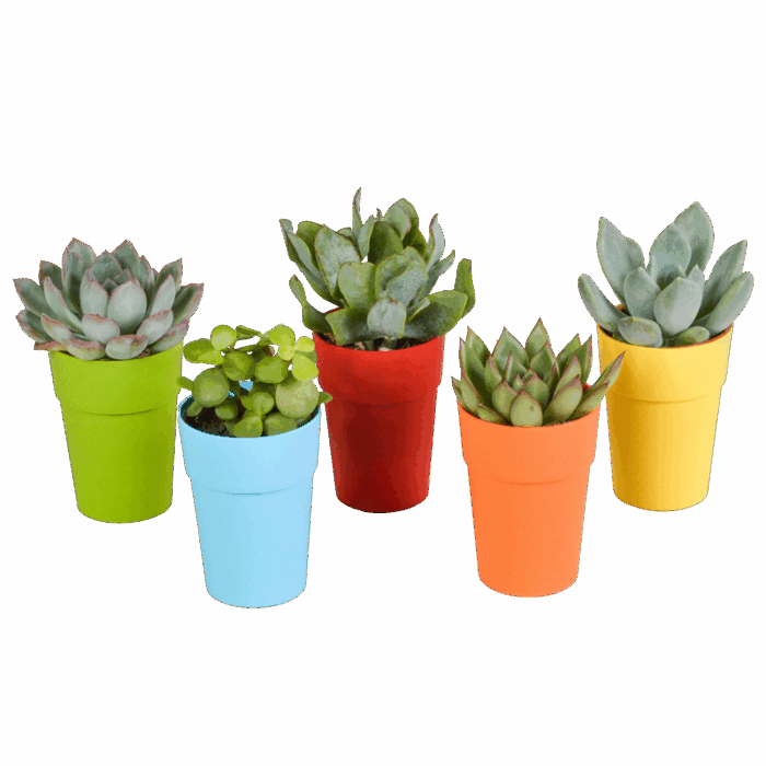 Vetplanten mix 5,5 cm in gekleurde plasticpot  | 5 stuks