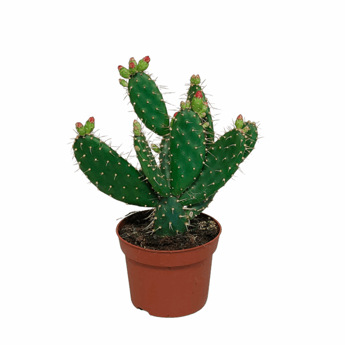 Opuntia quitensis 12 cm
