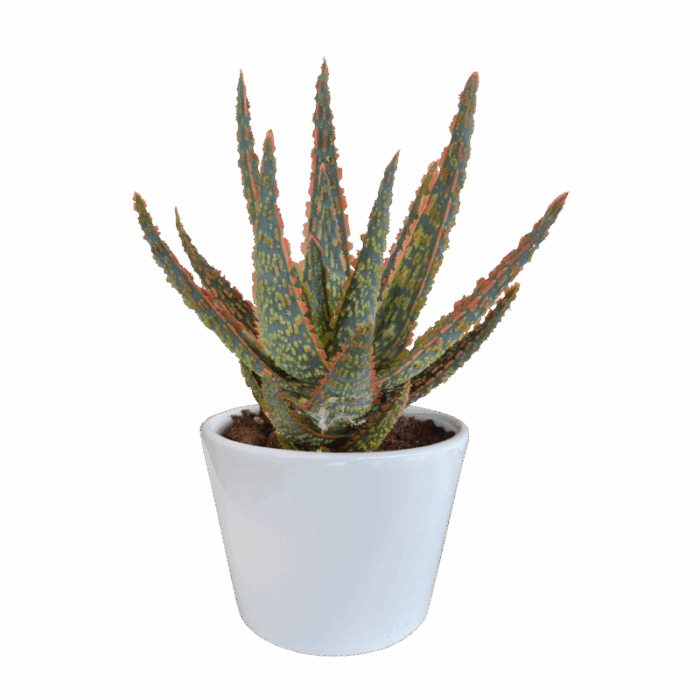 Aloë zebrina Dannyz 10,5 cm in witte pot