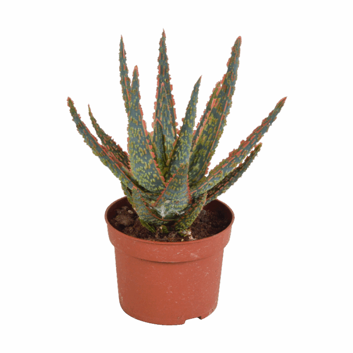 Aloë zebrina Dannyz 10,5 cm