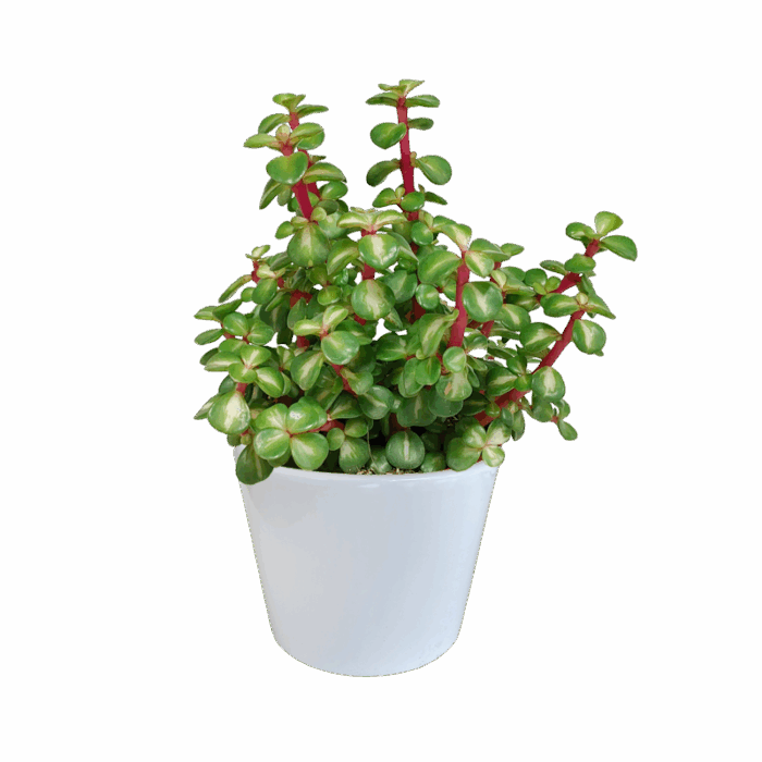 Portulacaria afra Variegata mediopicta 10,5 cm in witte pot