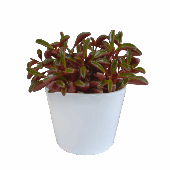 Peperomia graveolens 10,5 cm in witte pot
