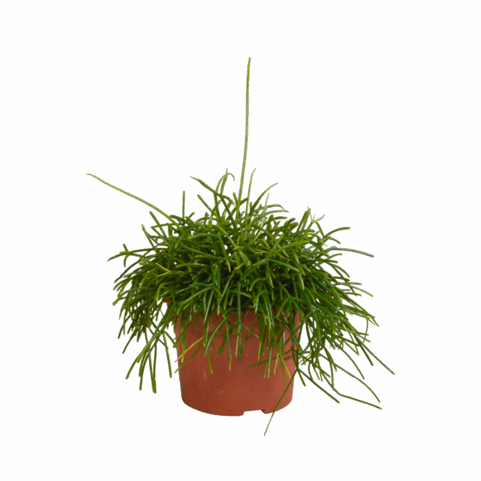 Rhipsalis baccifera Oasis 12 cm