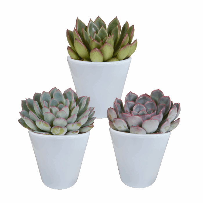 Echeveria mix 8,5 cm in witte pot | 3 stuks