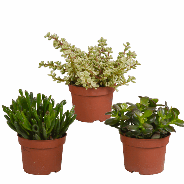 Crassula mix 10,5 cm | 3 stuks