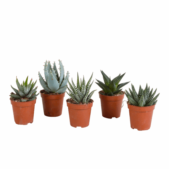 Gasteria/Haworthia mix 5,5 cm | 5 stuks