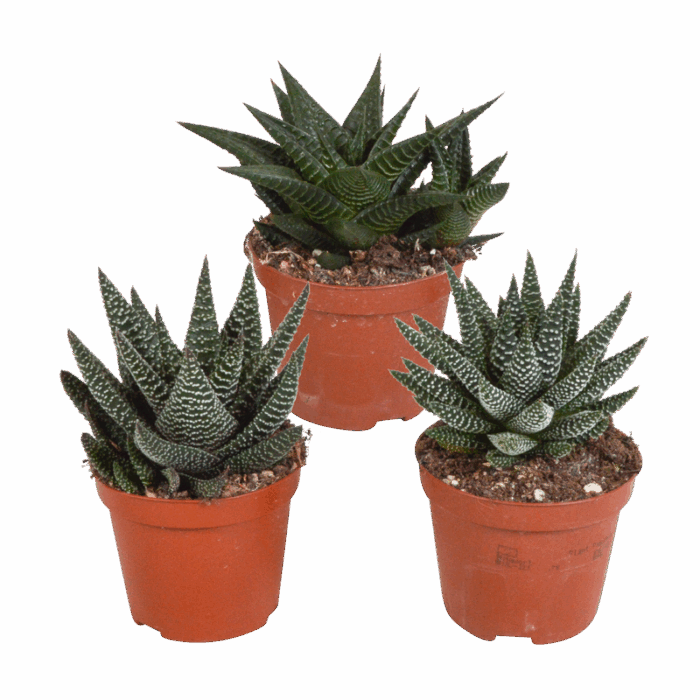 Gasteria/Haworthia mix 8,5 cm | 3 stuks