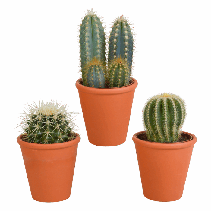 Cactus mix 8,5 cm in terracotta pot | 3 stuks