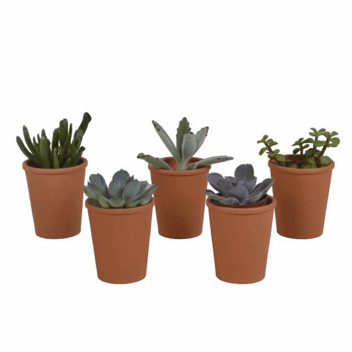 Vetplanten mix 5,5 cm in terracotta pot | 5 stuks