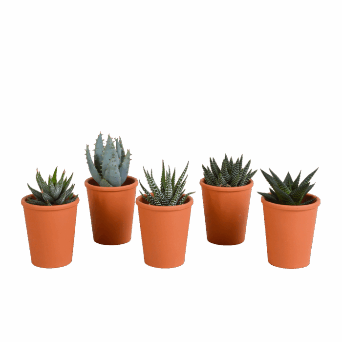 Gasteria/Haworthia mix 5,5 cm in terracotta pot | 5 stuks
