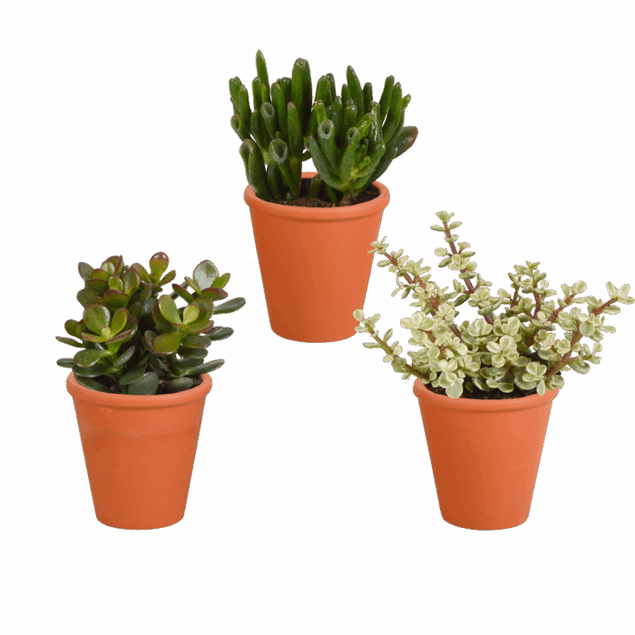 Crassula mix 8,5 cm in terracotta pot | 3 stuks