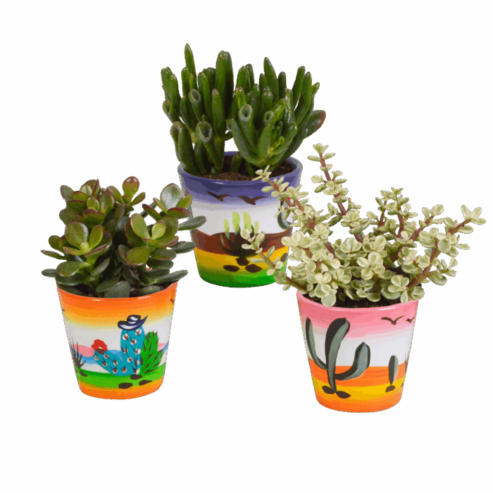 Crassula mix 8,5 cm in Mexicaanse pot | 3 stuks