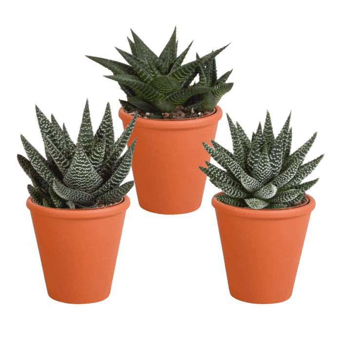 Gasteria/Haworthia mix 8,5 cm in terracotta pot | 3 stuks