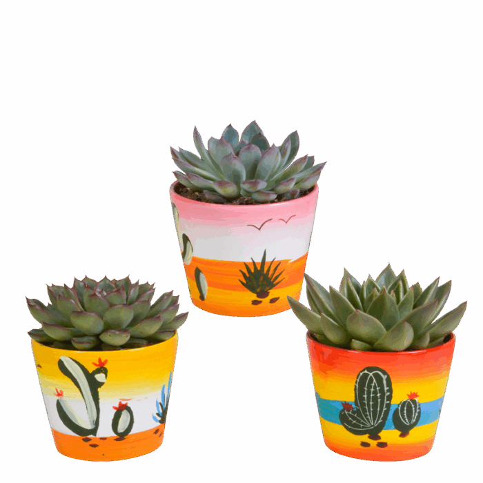 Echeveria mix 8,5 cm in Mexicaanse pot | 3 stuks