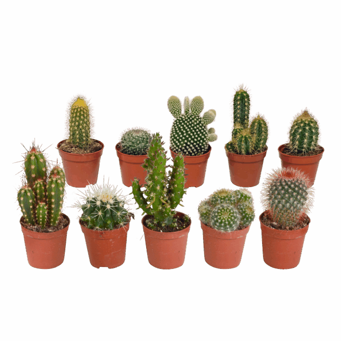 Cactus mix 5,5 cm | 10 stuks