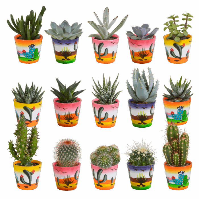 Cactus en vetplanten mix 5,5 cm in Mexicaanse pot | 15 stuks