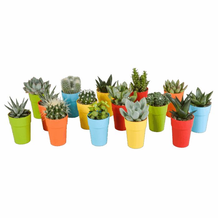 Cactus en vetplanten mix 5,5 cm in gekleurde plasticpot | 15 stuks
