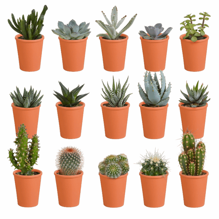 Cactus en vetplanten mix 5,5 cm in terracotta pot | 15 stuks