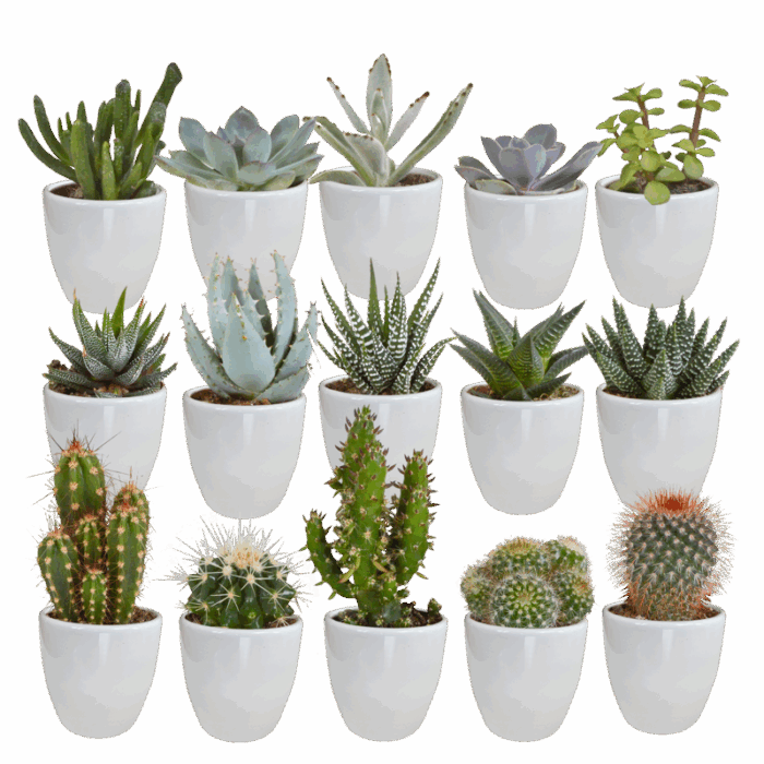 Cactus en vetplanten mix 5,5 cm in witte pot | 15 stuks