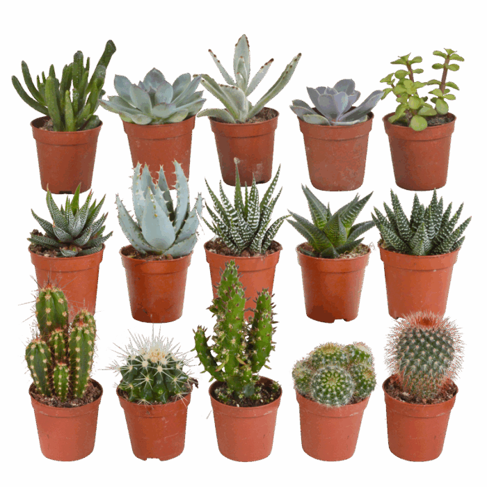 Cactus en vetplanten mix 5,5 cm | 15 stuks