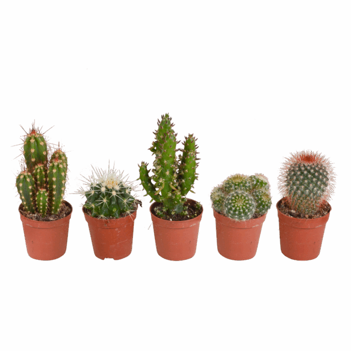 Cactus mix 5,5 cm | 5 stuks