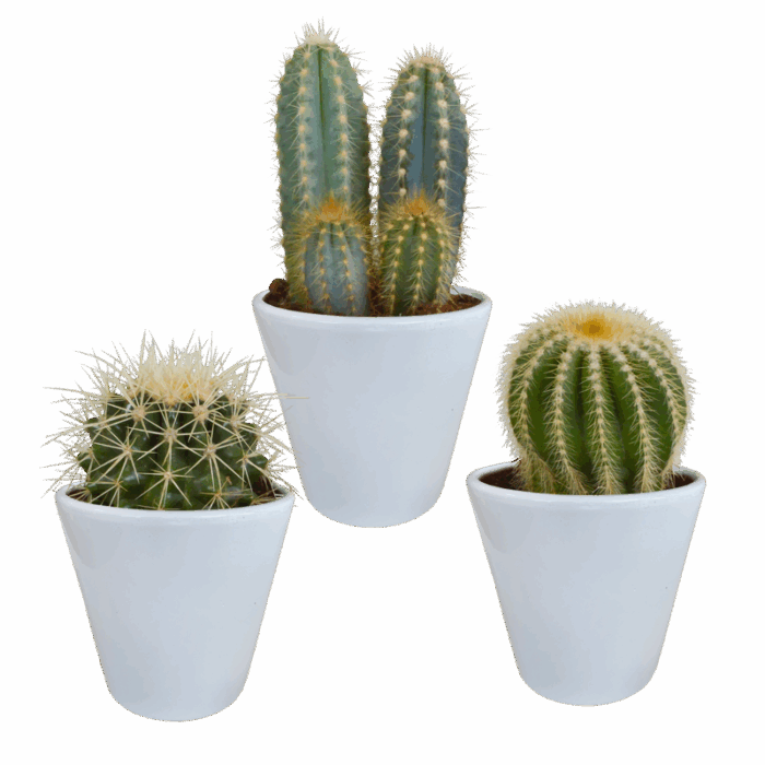 Cactus mix 8,5 cm in witte pot | 3 stuks