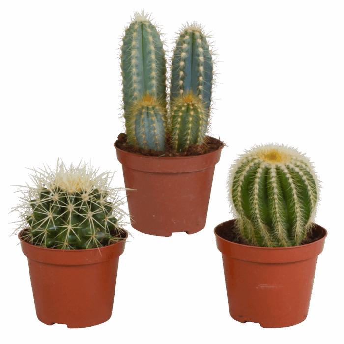 Cactus mix 8,5 cm | 3 stuks
