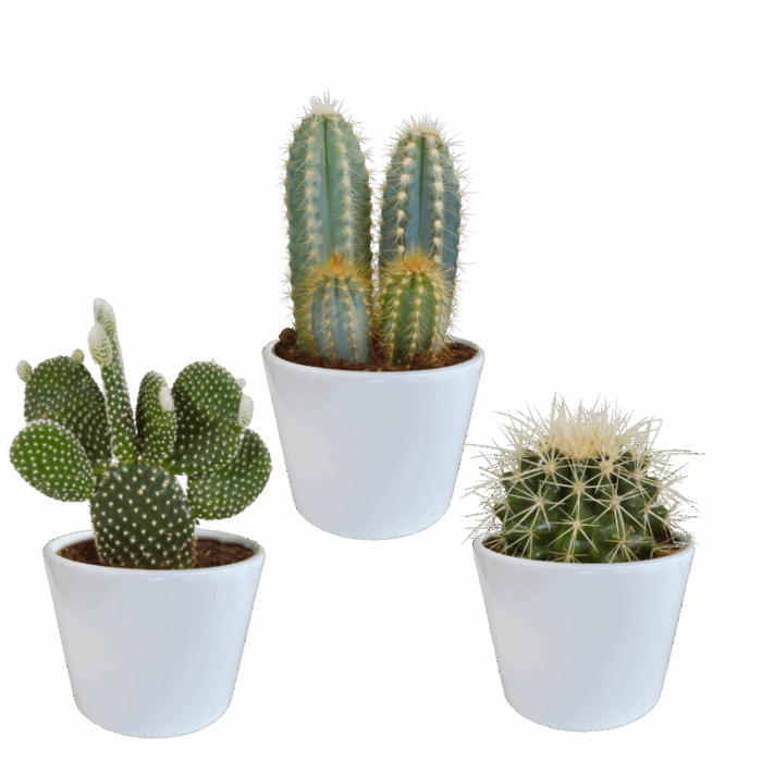 Cactus mix 10,5 cm in witte pot | 3 stuks