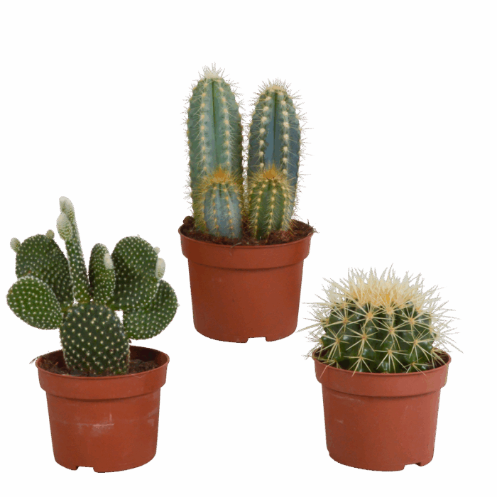 Cactus mix 10,5 cm | 3 stuks