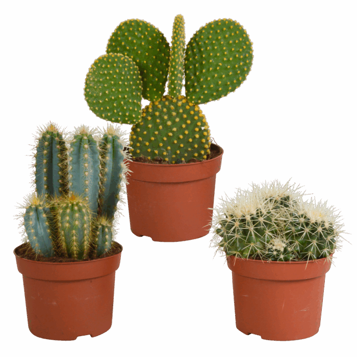 Cactus mix 12 cm | 3 stuks