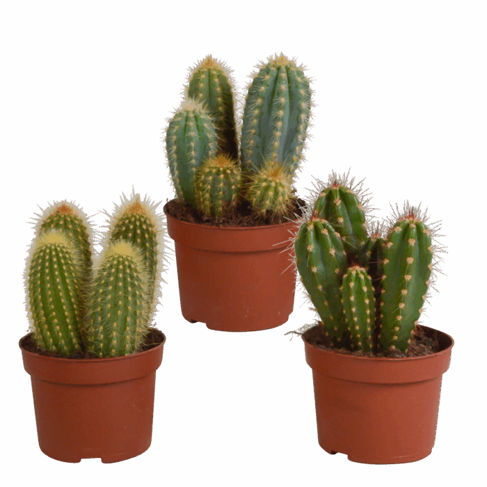 Cereus mix 10,5 cm | 3 stuks