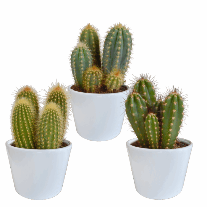 Cereus mix 10,5 cm in witte pot | 3 stuks