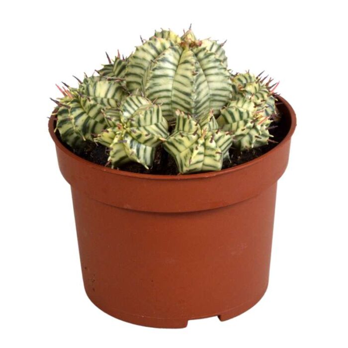 Euphorbia meloformis variegata 10,5 cm