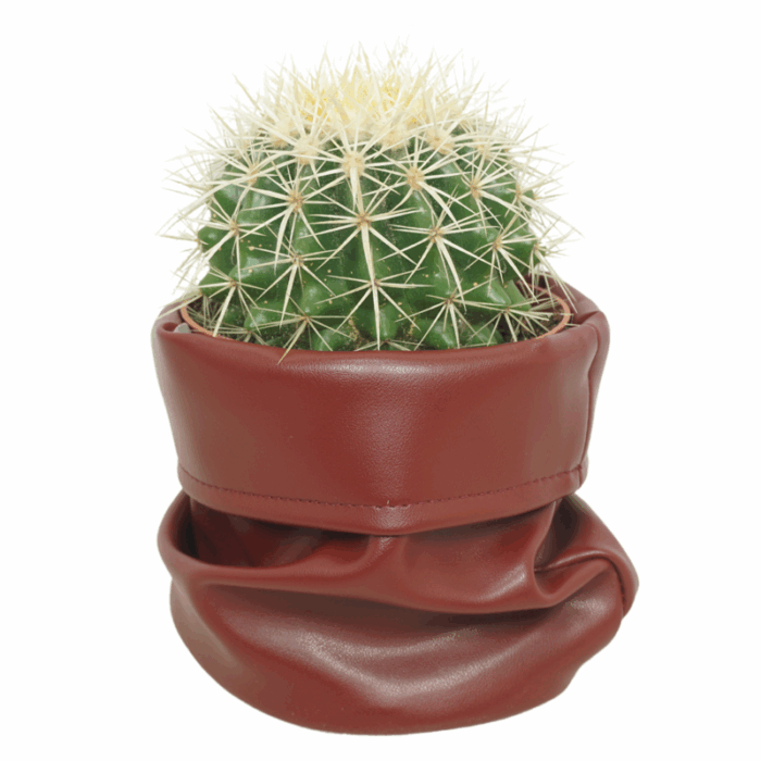 Echinocactus grusonii 12 cm in bruine cactusleren pot
