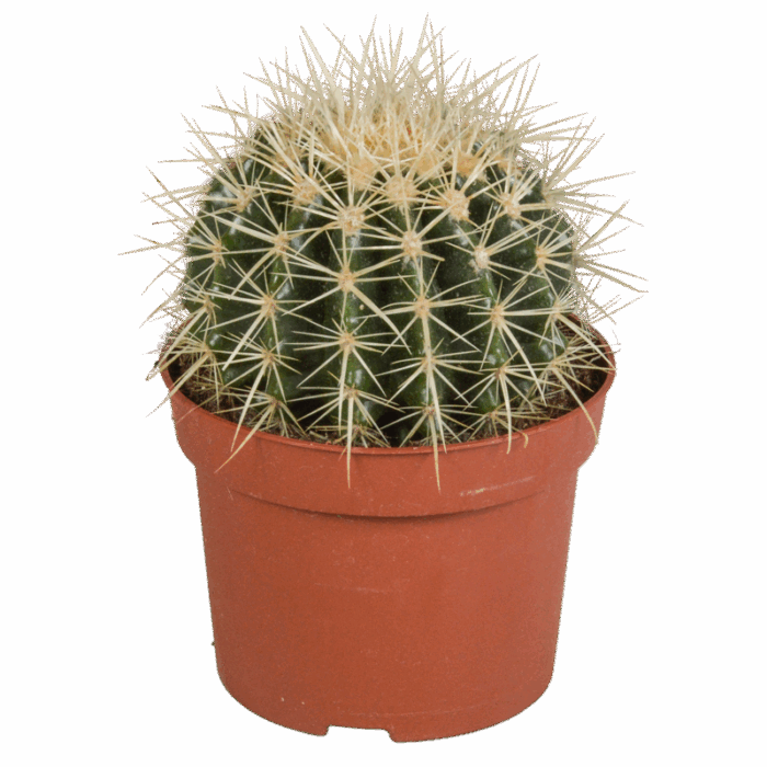 Echinocactus grusonii 12 cm